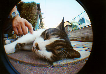 �������s�̔L