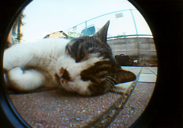 �������s�̔L