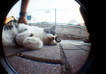 �������s�̔L