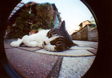 �������s�̔L