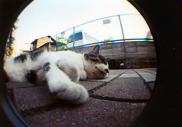 �������s�̔L