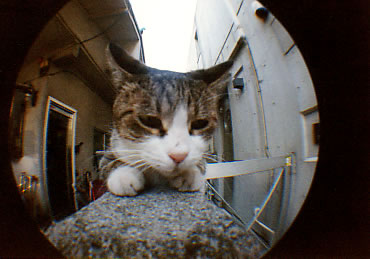 �L������̔L