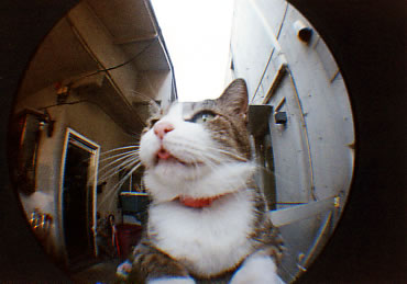 �L������̔L