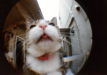 �L������̔L