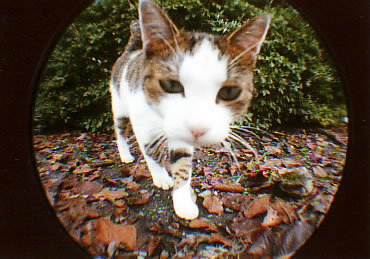 ���Ғ��̔L