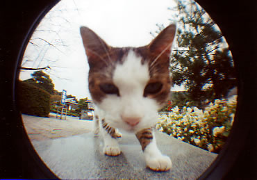 ���Ғ��̔L