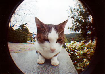 ���Ғ��̔L