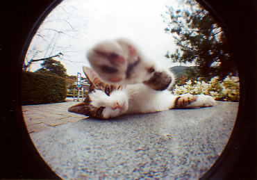 ���Ғ��̔L