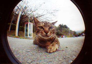 ���Ғ��̔L