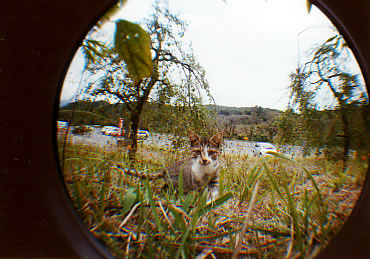 ���Ғ��̔L