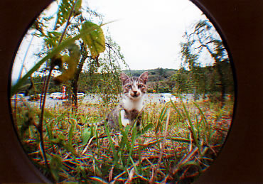 ���Ғ��̔L